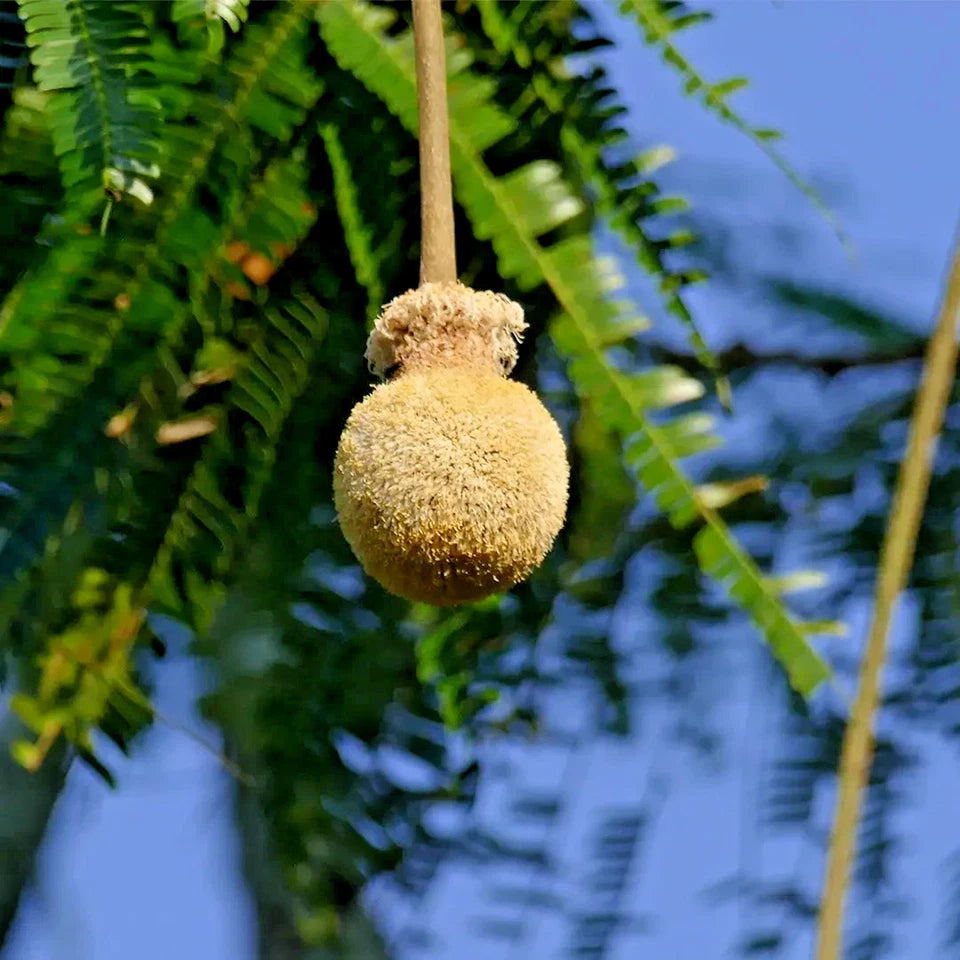 50+ Kedaung Tree Seeds (Parkia timoriana) | Rare Tropical Medicinal Tree | Fast-Growing Shade Tree