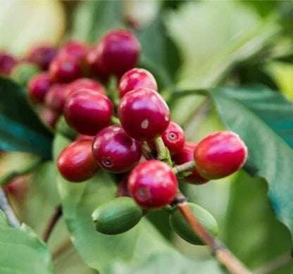 Pacas Coffee Seeds (Coffea arabica / 120+ Dwarf Bourbon Mutation Coffee Bean Seeds) – Premium Exotic Botanical Specimen Plant Seeds for Planting