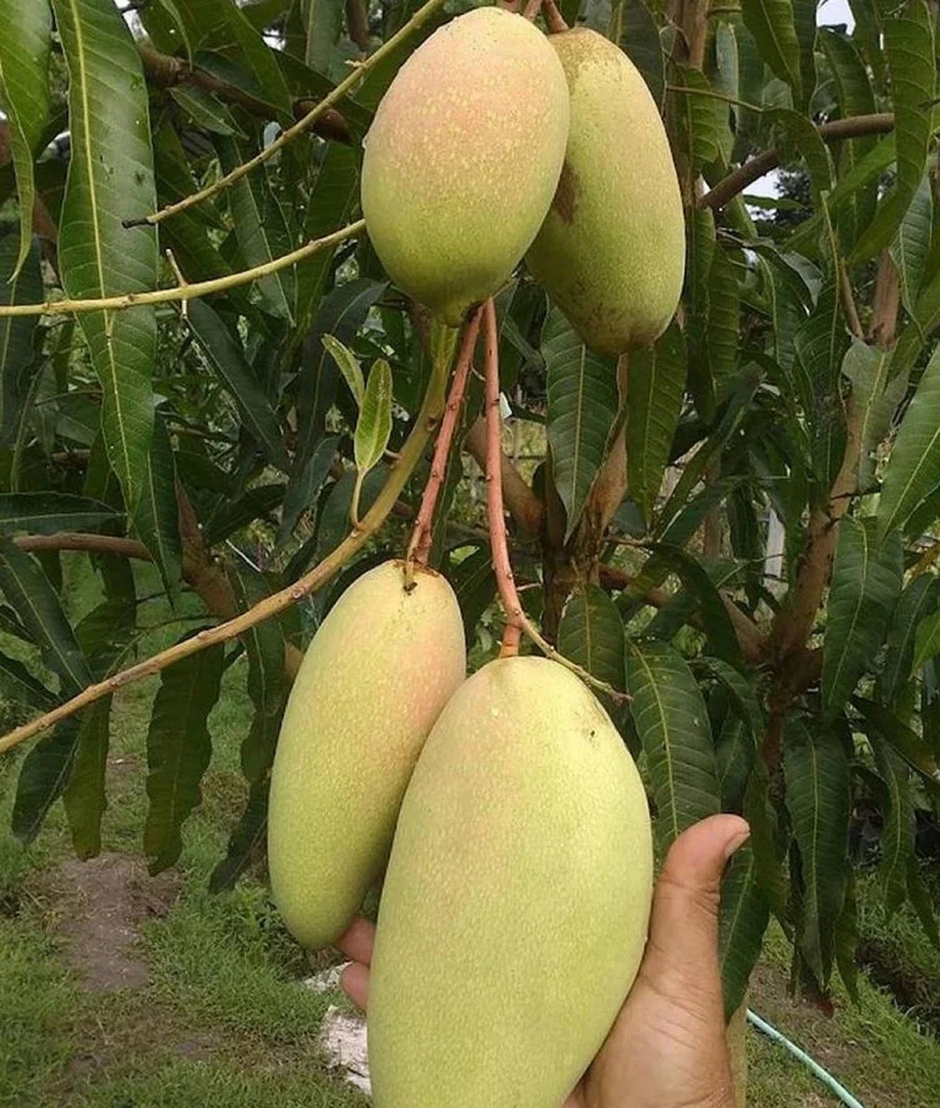 Premium Grafted Golek Mango Fruit Tree - Sweet Tropical Fast Fruiting Plant