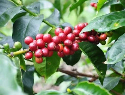 Premium Geisha Guatemala Coffee Seeds (Coffea arabica var. Geisha) – Rare Heirloom Specialty Coffee Bean Seeds for Planting (Fresh Harvest)