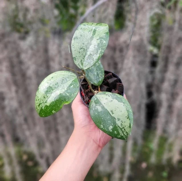 Premium Hoya Verticillata Silver Leaf Live Plant (Hoya verticillata 'Silver') – Rare Tropical Wax Plant Specimen with Metallic Foliage for Indoor & Outdoor Display