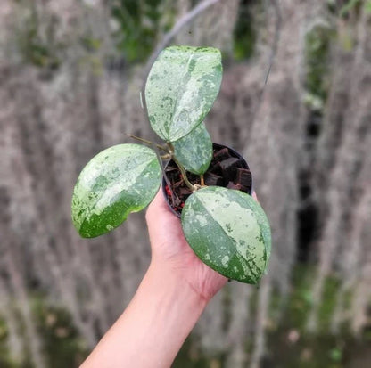 Premium Hoya Verticillata Silver Leaf Live Plant (Hoya verticillata 'Silver') – Rare Tropical Wax Plant Specimen with Metallic Foliage for Indoor & Outdoor Display