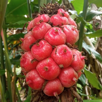 100+ Pink Torch Ginger Seeds (Etlingera elatior) | Tropical Flower Plant | Exotic Ornamental Ginger