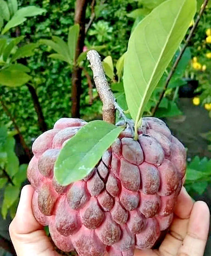 Red Sugar Apple Seeds (Annona squamosa) – 1.000+ Premium Heirloom Deep Maroon Custard Apple Seeds for Planting