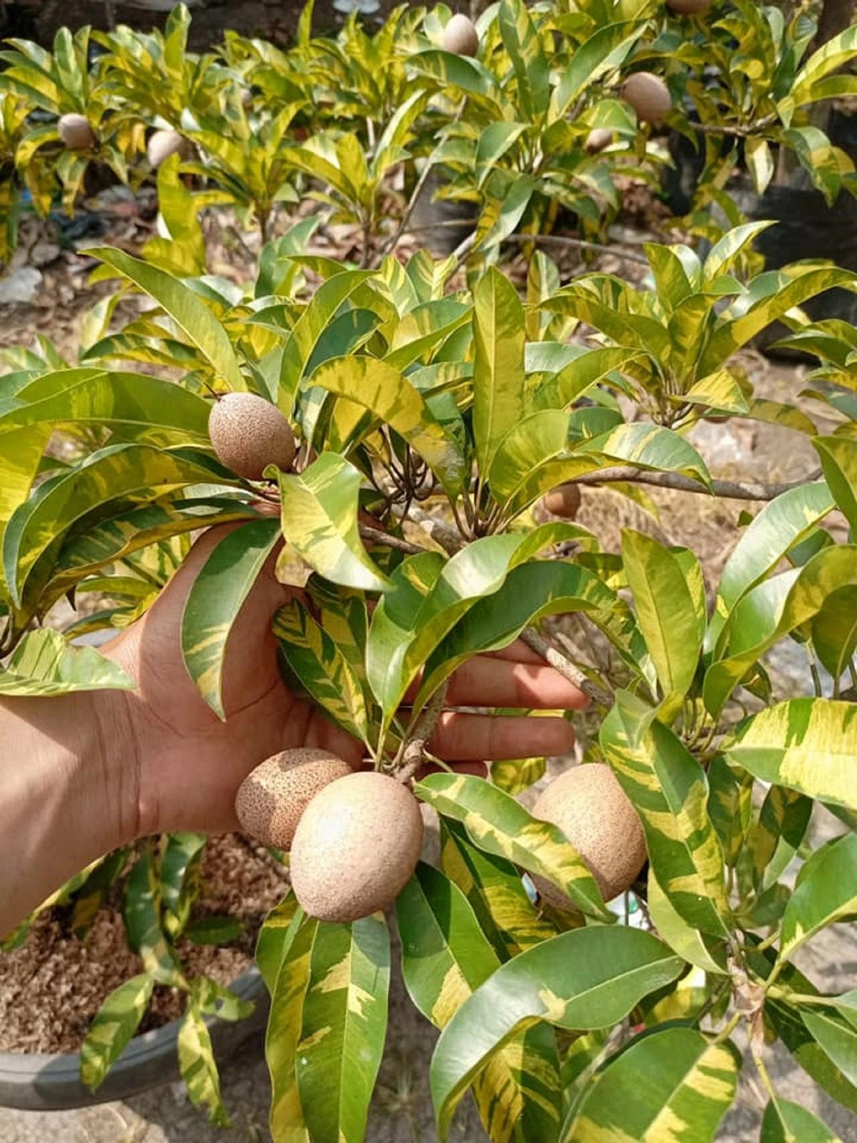 Grafted Variegated Sapodilla (Sawo) – Ornamental & Edible Tropical Specimen