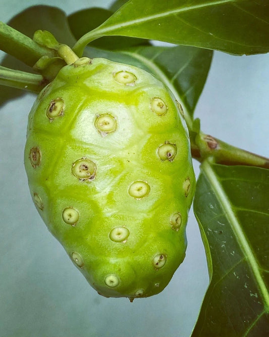 100+ Noni Starvation Fruit Seeds (Morinda citrifolia) – Premium Indian Mulberry & Traditional Medicinal Tropical Tree Seeds for Planting