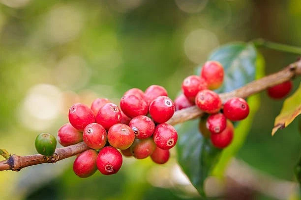 Typica Coffee Seeds (Coffea arabica var. Typica) – Premium Certified High-Yield Specialty Heirloom Gourmet Coffee Bean Seeds for Planting (120+ Pcs)