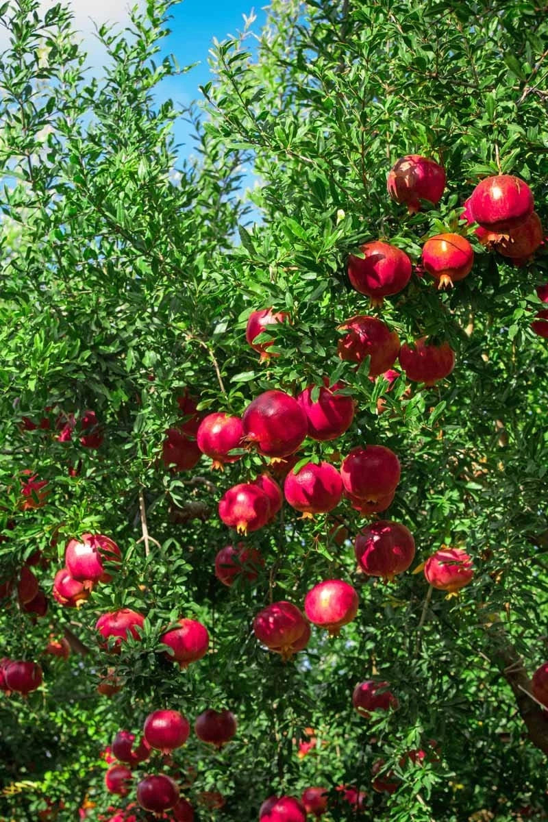 Parfianka Pink Pomegranate Seeds (Punica granatum) – 100 Premium Sweet Blush Grenadine Seeds