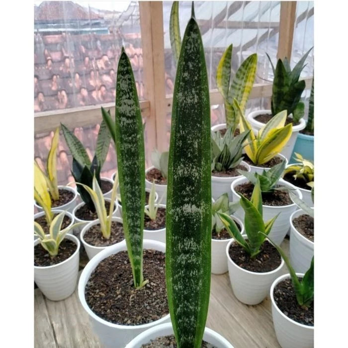 Sansevieria trifasciata 'Laurentii Mein Liebling' – Rare Tropical Snake Plant