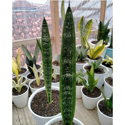 Sansevieria trifasciata 'Laurentii Mein Liebling' – Rare Tropical Snake Plant