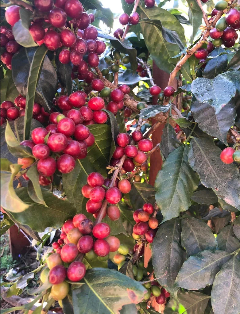 Abyssinia Coffee Seeds (120+ Bulk Seeds, Coffea arabica var. Abyssinia) – Premium Heirloom Ethiopian Specialty Coffee Plant Seeds for Planting