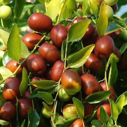 Red Jujube Putsa Apple Seeds (Ziziphus jujuba / 500+ Indian Chinese Date Fruit Tree Seeds) – Premium Exotic Botanical Specimen Plant Seeds for Planting