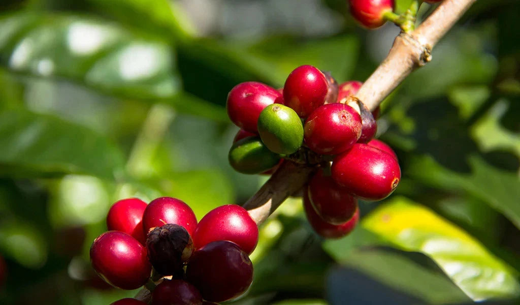 Kent Coffee Seeds (Coffea arabica var. Kent / Historic Indian Arabica Selection) – Premium Heritage Specialty Coffee Plant Seeds for Planting