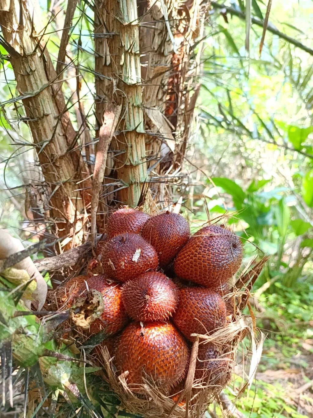 Premium Snake Fruit Seeds (5 pcs) - Authentic Tropical Salak Zalacca (Salacca edulis) Palm Seeds