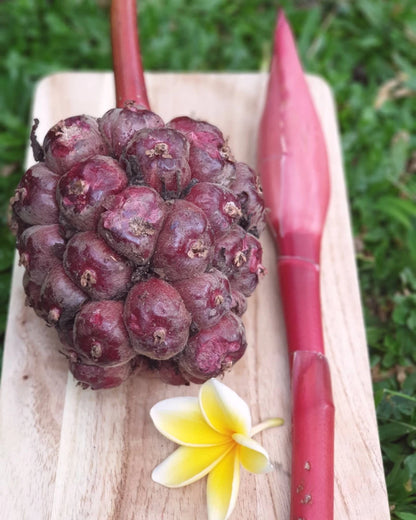 Pink Torch Ginger Seeds (300+ Bulk Seeds, Etlingera elatior) – Exotic Tropical Porcelain Rose / Giant Ginger Flower Seeds for Planting