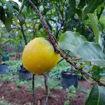 Sapodilla (Sawo) Australian Variety - Premium Grafted Fruit Tree