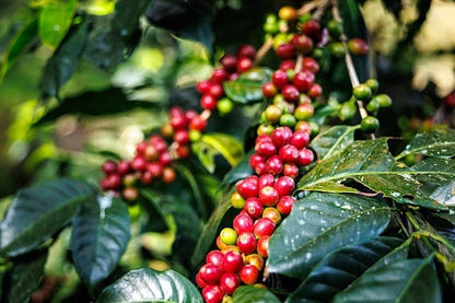 Arabica Coffee Seeds (Coffea arabica) – Premium Coffee Bean Plant Seeds for Planting (30+ Pcs)