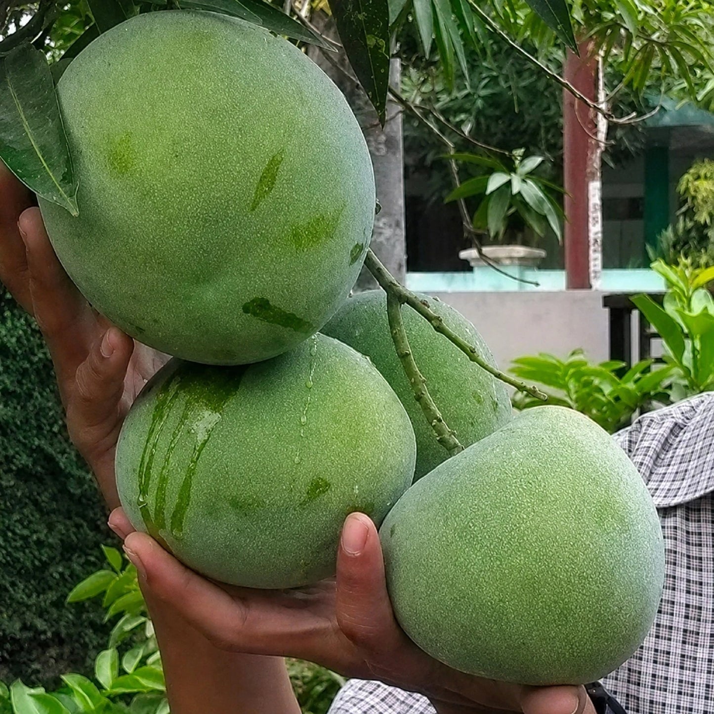 Coconut Mango Grafted Fruit Tree - Premium Rare Tropical Fruit Sweet Coconut-Flavored Mango Variety