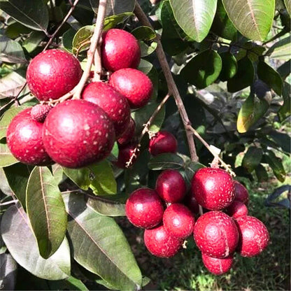 Red Ruby Longan Grafted Live Plant (Dimocarpus longan var. Red Ruby) – Premium Certified Rare Exotic Sweet Tropical Fruit Tree 45–60cm with DHL Express Shipping