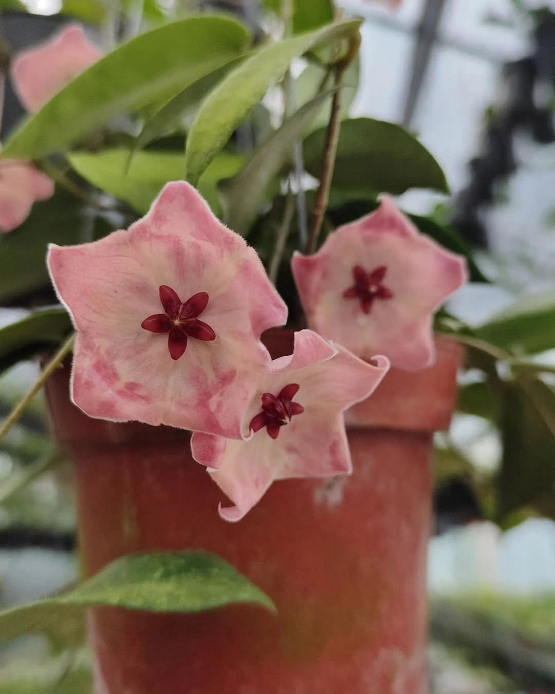 Hoya Patella Pink SP Papua Rare Tropical Wax Plant (Rare Exotic Epiphytic Vine Specimen) – Premium Botanical Houseplant Seeds & Cuttings for Growing