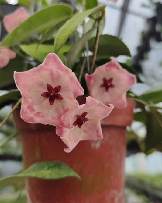 Hoya Patella Pink SP Papua Rare Tropical Wax Plant (Rare Exotic Epiphytic Vine Specimen) – Premium Botanical Houseplant Seeds & Cuttings for Growing