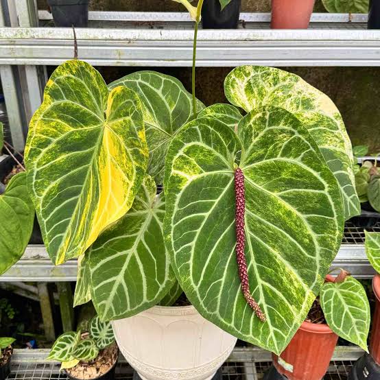 Anthurium Magnificum x Silver Blush – Premium Variegated Hybrid (Mature Specimen)