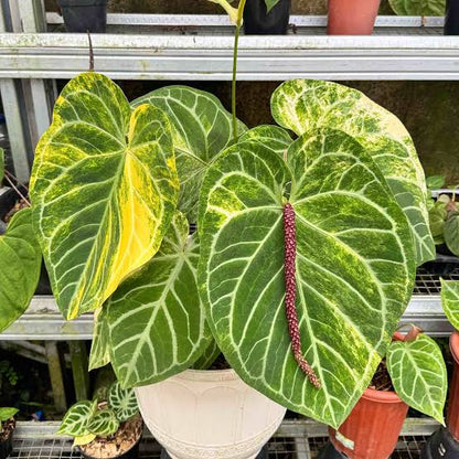 Anthurium Magnificum x Silver Blush – Premium Variegated Hybrid (Mature Specimen)