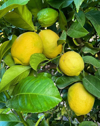 100+ Eureka Lemon Seeds (Citrus limon / Classic True Lemon / Everbearing Citrus Tree) – Premium Exotic Fruit Tree & Orchard Seeds for Planting