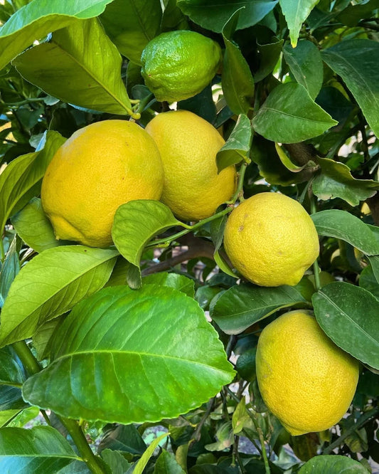 100+ Eureka Lemon Seeds (Citrus limon / Classic True Lemon / Everbearing Citrus Tree) – Premium Exotic Fruit Tree & Orchard Seeds for Planting