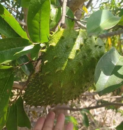 Guanabana Acida Soursop Seeds (Annona muricata 'Guanabana Acida') – 100 pcs Premium Fresh Rare High-Juice Soursop Seeds