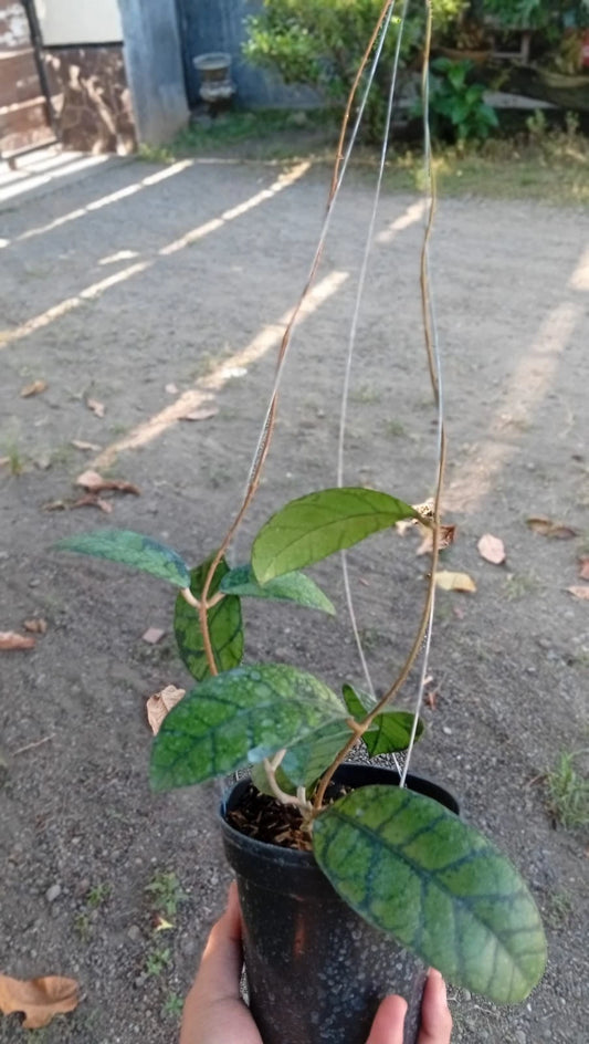 Real Picture Hoya Callistophylla Obsidian Rare Tropical Plant (Dark Veined Wax Plant Specimen) – Premium Botanical Houseplant Seeds & Cuttings for Growing