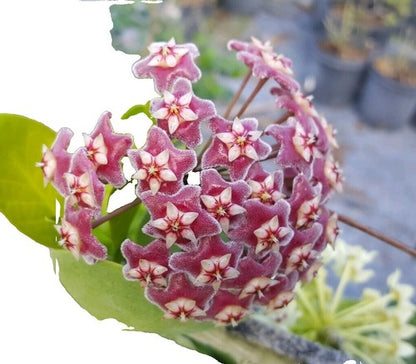 Hoya Stenakei ‘Dark SP Papua’ | Rare Tropical Wax Plant | Indoor Outdoor Hoya | Exotic Collector Plant