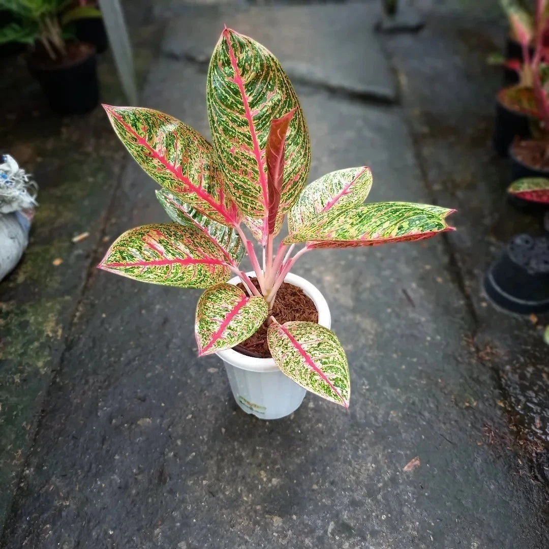 Aglaonema 'Diana' - Elegant & Rare Tropical Houseplant