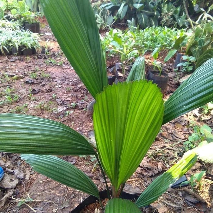 Licuala grandis (Ruffled Fan Palm) – Iconic Rare Tropical Indoor Palm