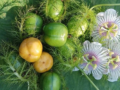 25+ Rambusa Wild Passion Fruit Vine Seeds (Passiflora foetida) – Exotic Tropical Edible Vine Seeds