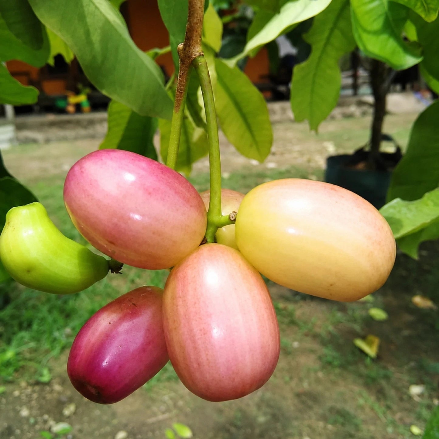 Grafted White Juwet Fruit Tree - Rare Sweet Jamun Tropical Fruit Plant