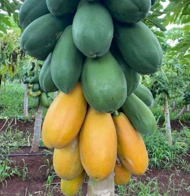 Red Paris Papaya Seeds (Carica papaya 'Red Paris') – 150+ Premium Fresh Sweet Honey-Toned Red Paris Papaya Seeds