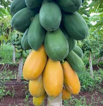 Red Paris Papaya Seeds (Carica papaya 'Red Paris') – 150+ Premium Fresh Sweet Honey-Toned Red Paris Papaya Seeds