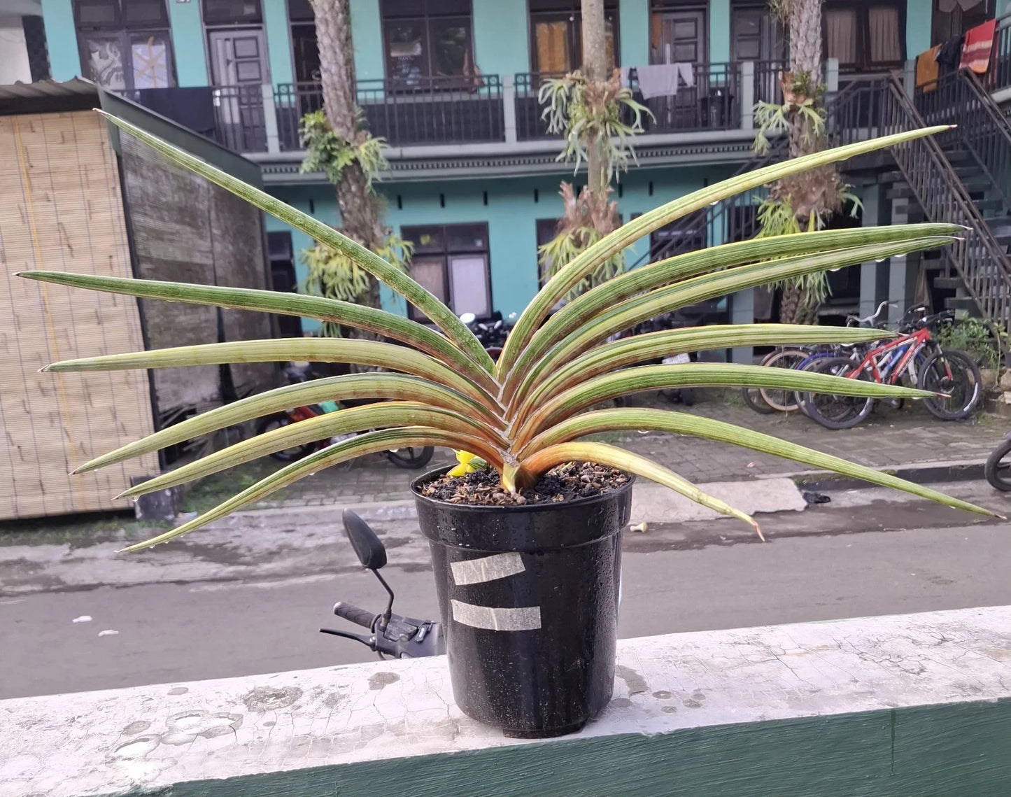 Sansevieria 'Rodesiana' Pink Variegated - Large Specimen Collector’s Plant