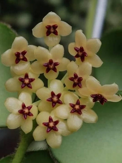 Rare Hoya Aeschynanthoides Sp Borneo - Premium Miniature Exotic Tropical Wax Plant