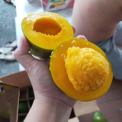 Premium Grafted Sweet Mango Fruit Tree - Fast Fruiting Tropical Mango Plant