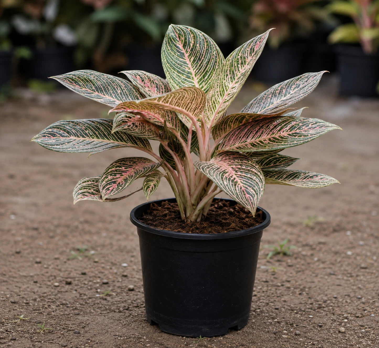 Aglaonema 'Golden Hope' - Rare Pink Variegated Chinese Evergreen