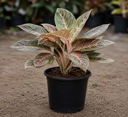 Aglaonema 'Golden Hope' - Rare Pink Variegated Chinese Evergreen