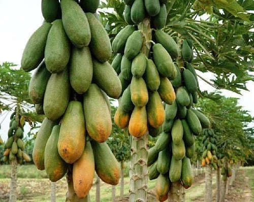 Extra Sweet California Papaya Seeds (Carica papaya) – Fast-Growing Tropical Fruit Seeds for Planting
