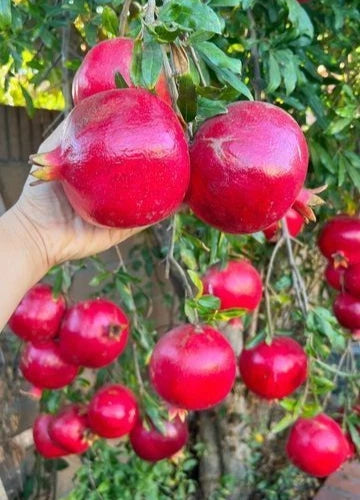 100+ 'Angel Red' Pomegranate Seeds (Punica granatum) – Elite Soft-Seeded Orchard Genetics (Collectors Quality)