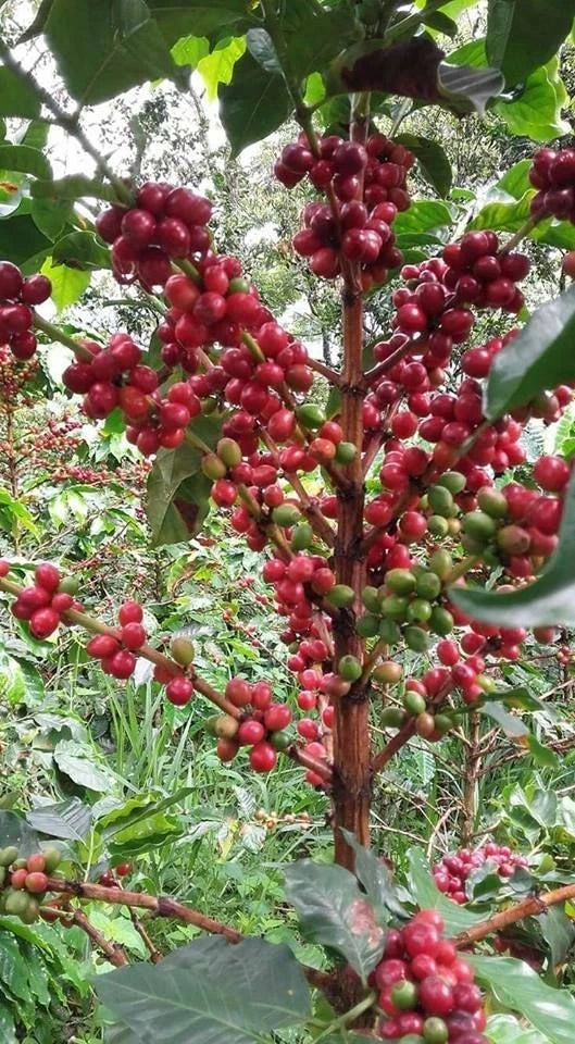 Rume Sudan Coffee Seeds (Coffea arabica var. Rume Sudan) – Premium Certified Heirloom Sudanese Specialty Coffee Bean Seeds for Planting (120 Pcs)