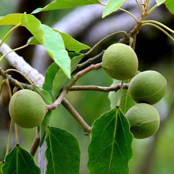 Candlenut Tree Seeds (Aleurites moluccanus / 20+ Fast-Growing Kukui Nut Tree Seeds) – Premium Exotic Botanical Specimen Plant Seeds for Planting