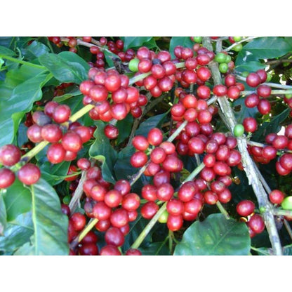 Bergendal Typica Sumatra Coffee Seeds (Coffea arabica) – Bulk Rare Heirloom Indonesian Highland Specialty Coffee Beans for Planting