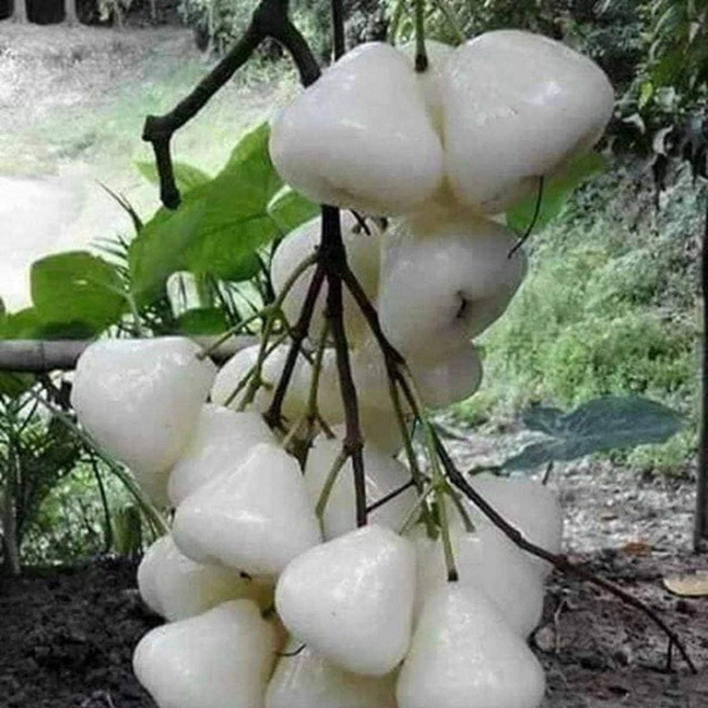 Madura Water Apple (Jambu Madura) - Premium Grafted Fruit Tree