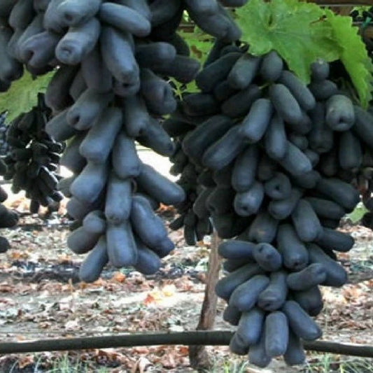 Moondrop Table Grape Seeds (Vitis vinifera var. Moondrop / 100+ Premium Sweet Finger Grape Seeds) – Premium Botanical Specimen Plant Seeds for Planting